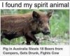 spirit animal.jpg