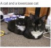 Cat & Lowercase Cat 1a.jpg