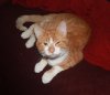 Finnigan.jpeg