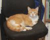 Finnigan2.jpg
