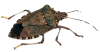 Stink Bug 2b.png