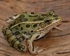Leopard Frog 2a.jpg