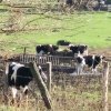 200x200 cows.jpg