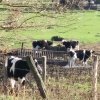 1940x1940 cows.jpg