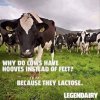 Lactose lack toes.jpg