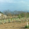 200x200 tree farm.jpg