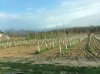 tree farm source 1.jpg