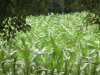 cornfield.jpg