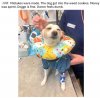 doggo 1.jpeg