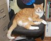 Finnonchair.JPG