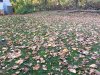 fall 1.jpeg
