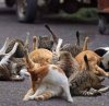catbutts.jpg