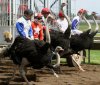 ostrich racing sm.jpeg