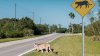 floridapanther.jpg