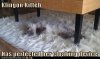 Klingon Kitteh.jpg