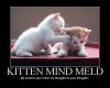 kitten mind meld.jpg