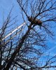 Dog up a tree 1a.jpg
