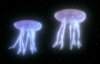 TNG Jellyfish 1a.jpg