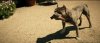 dog.jpg