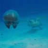 ezgif-5-31470af7d7.gif