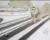 Snow Owl Photobomb 1b.jpg