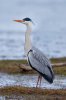 Gray Heron 1b.jpg