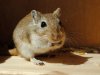 Gerbil 1c.jpg