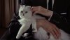James Bond-From Russia With Love 1a.jpg