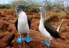 blue-footed-boobies1.jpg
