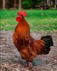 Cock 1b.jpg