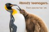 penguin-teenager-is-moody.jpg