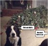 busted-teh-cat-did-it.jpg