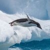 adelie-dive1-av.jpg