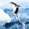 gentoo-leap-av.jpg