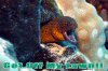 That's A Moray 1b.jpg