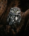Owl14347__700.jpg