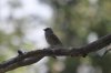 junco_2018aug01.jpg
