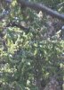 chickadee_2018aug01.jpg