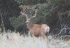 buck_deer_2018.jpg
