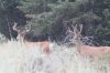 buck_deer_2_2018.jpg