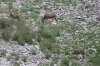fawns_2018jul31.jpg