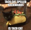 taco-cat-spelled-backwards-is-taco-cat.jpeg