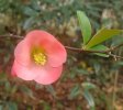 petal2a - Copy.jpg