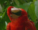Macaw.gif