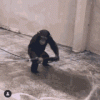 monkey hose.gif