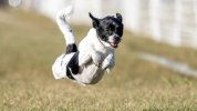 dog-zoomies-explained-1200x675.jpg dog-zoomies-explained-1200x675.jpg