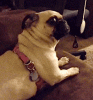 4237F338-DD83-4FDF-85CE-9F5BB702C9C2.gif