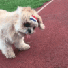 253CF0A4-2957-443A-9990-ED4E9E186FBD.gif
