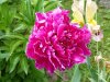 peony.jpg