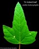 heterophylla_trilobed.JPG